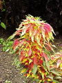 Amaranth,آمارانت,flowers gentle

